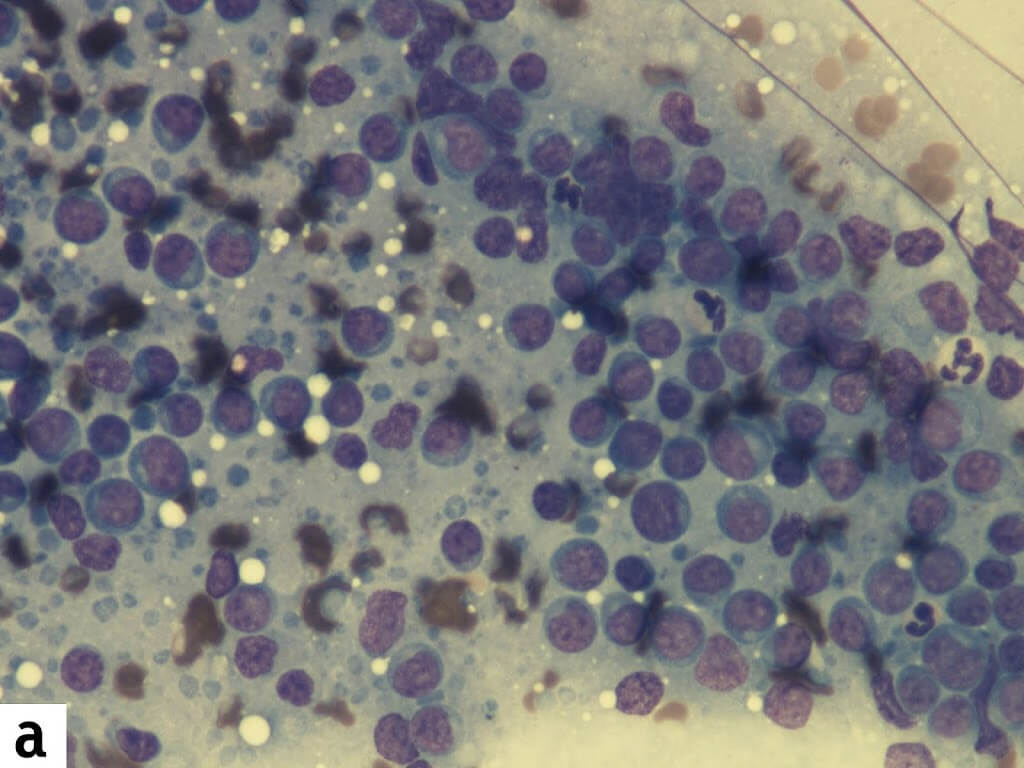 Categorização dos antibióticos para utilização em animais